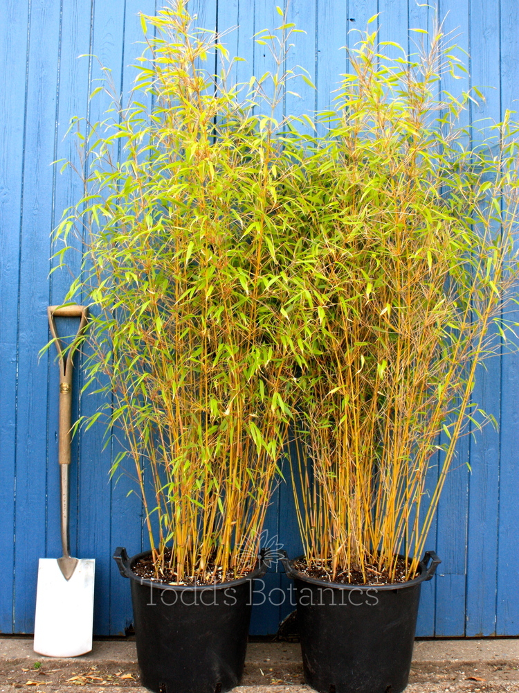 Bamboo Fargesia Rufa