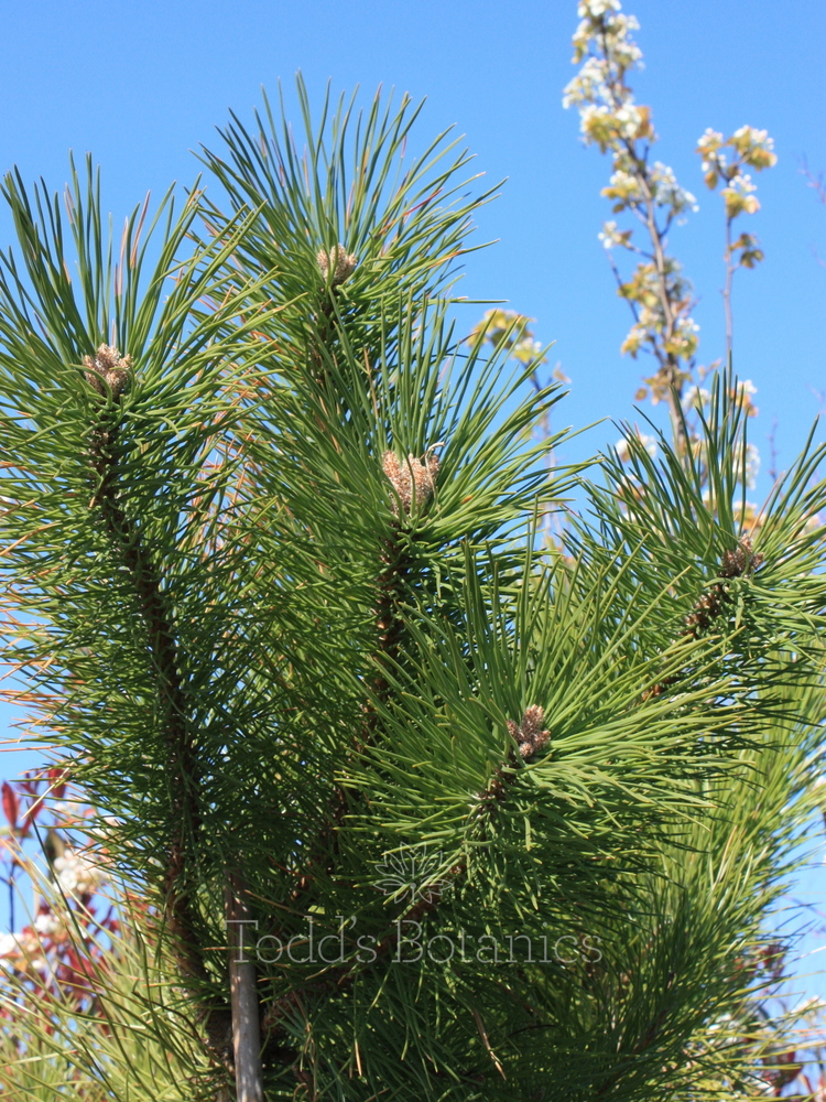 Trees > Italian Stone Pine Pinus pinea Todd