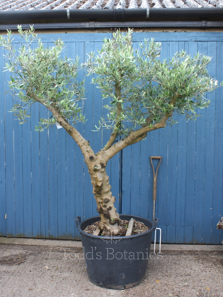 Ancient Olive Trees > 40 year old Olive Tree Lots in stock Todd's