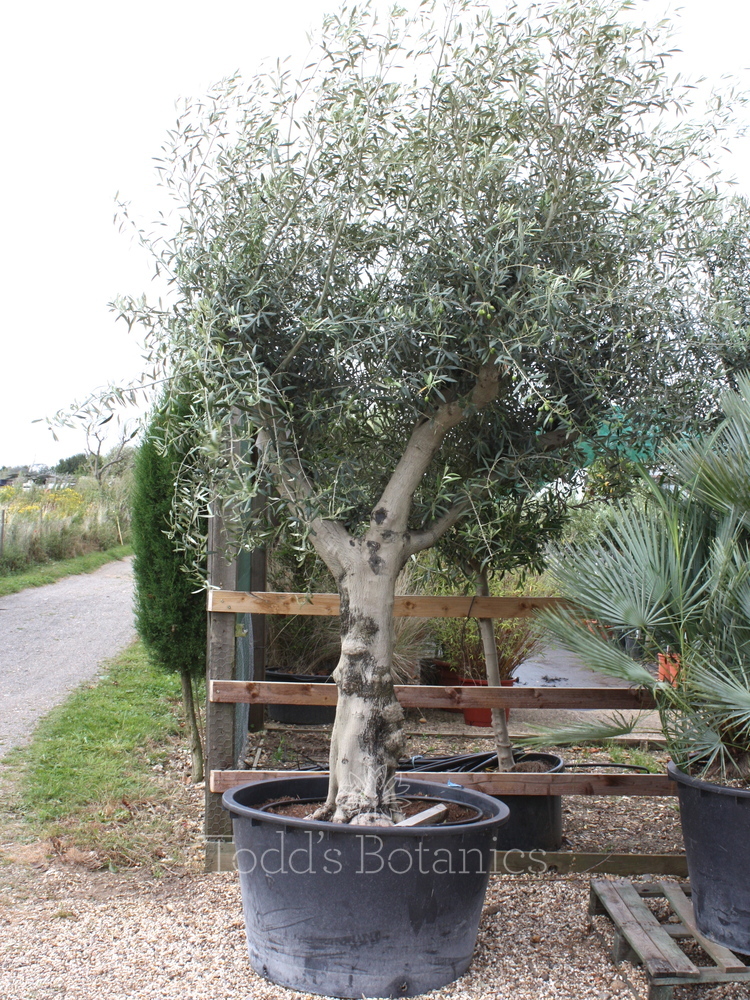 80+ year old Ancient Olive Tree Todds Botanics