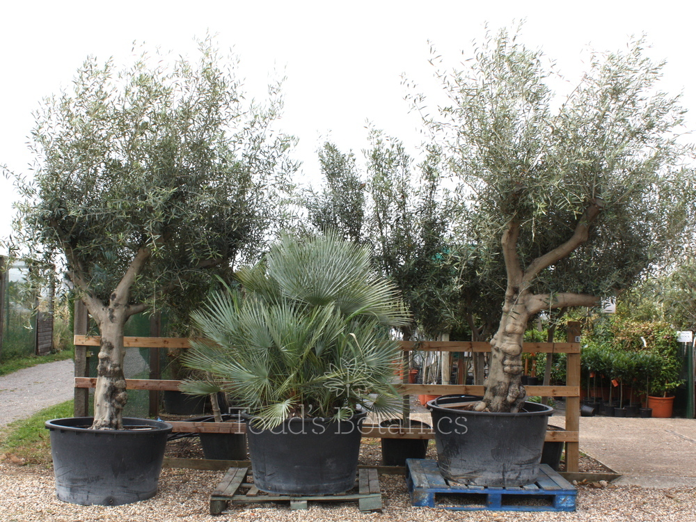 80+ year old Ancient Olive Tree Todds Botanics