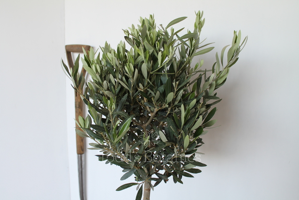 Olive Trees for sale in the UK. Buy a Bushy Olive Tree online