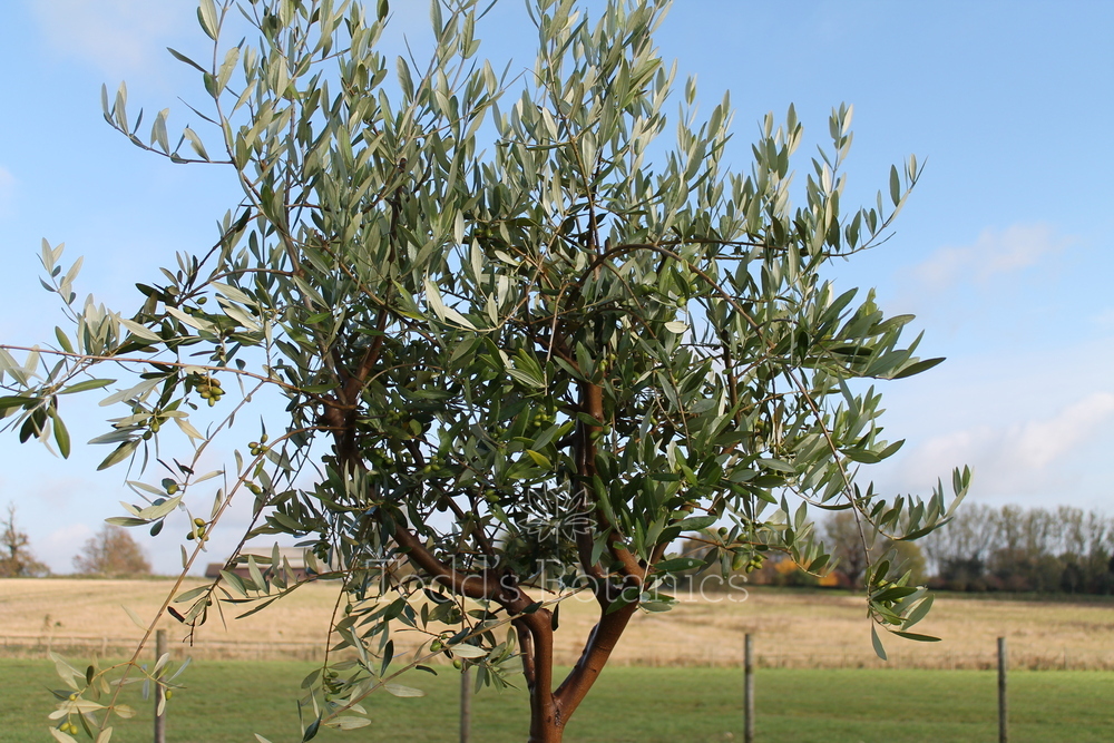 Spanish Olive Tree Great branch structure Todds Botanics