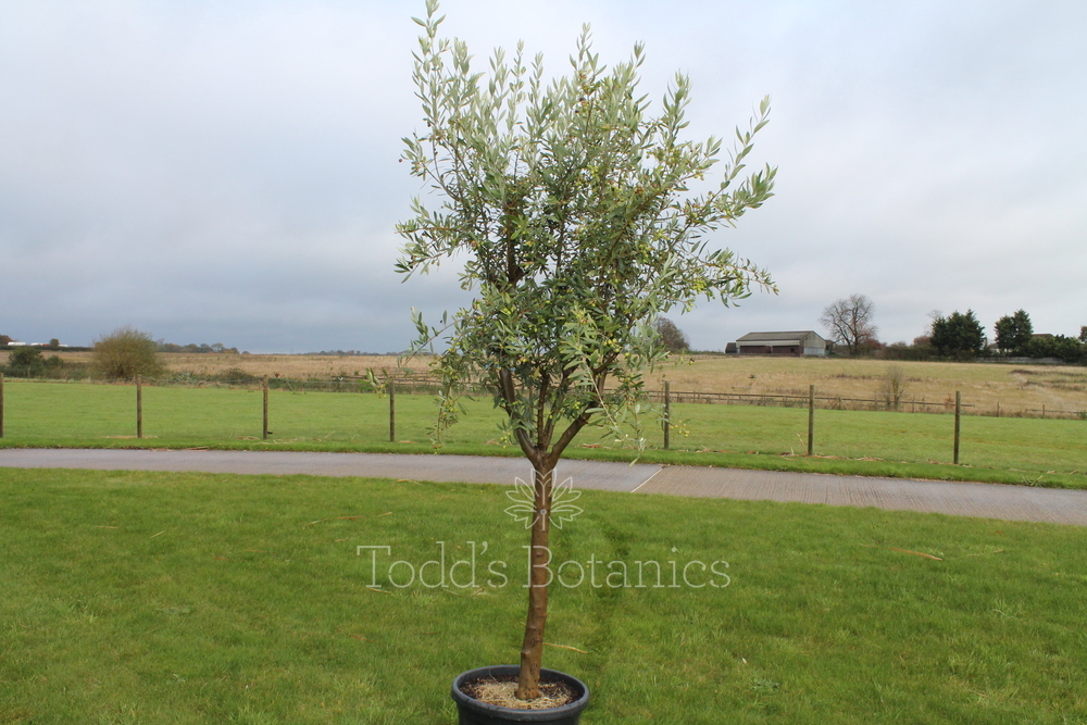 Extra Large Olive Trees for sale in the UK. Buy online now!