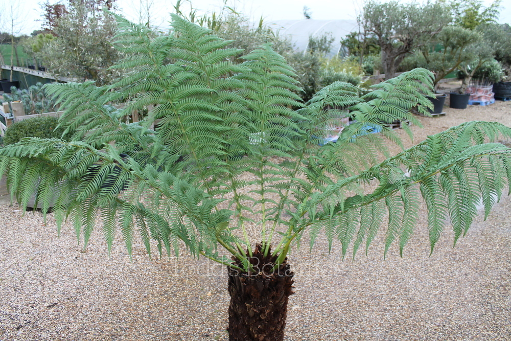 3 foot Tree Ferns for sale Dicksonia antarctica