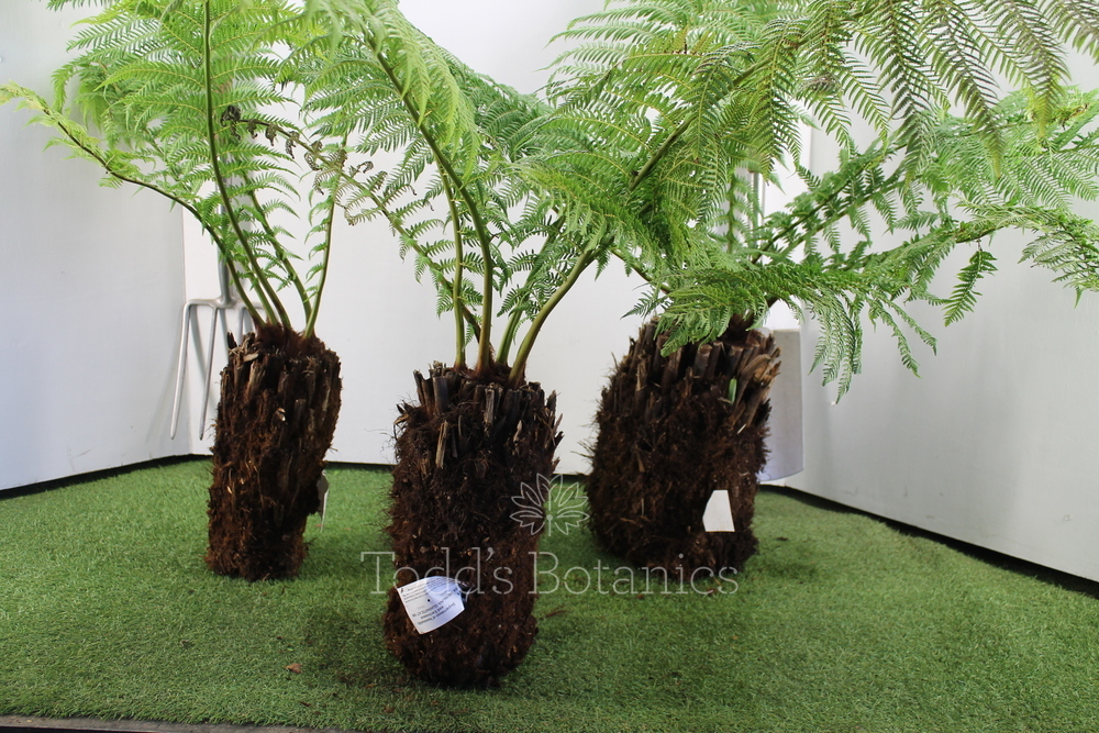 1 foot (30cm) Tree Ferns