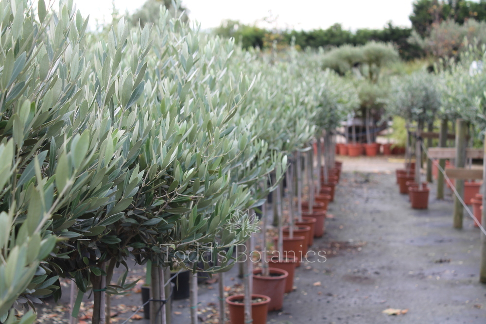 Olive Trees for sale in the UK. Buy a Bushy Olive Tree online