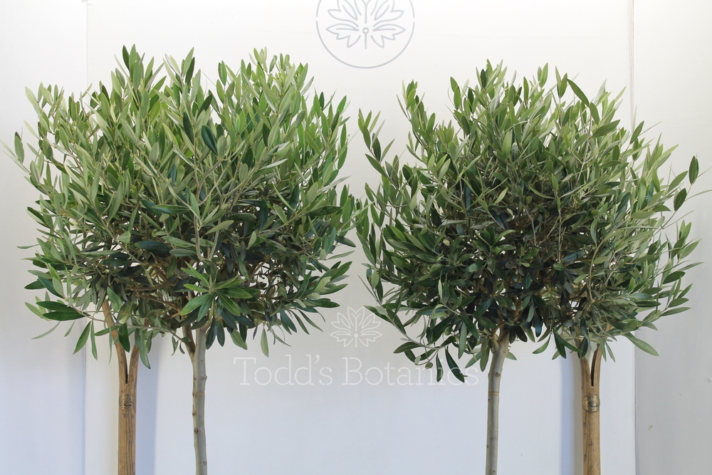 A Beautiful Pair of Olive Trees for sale Todd's Botanics