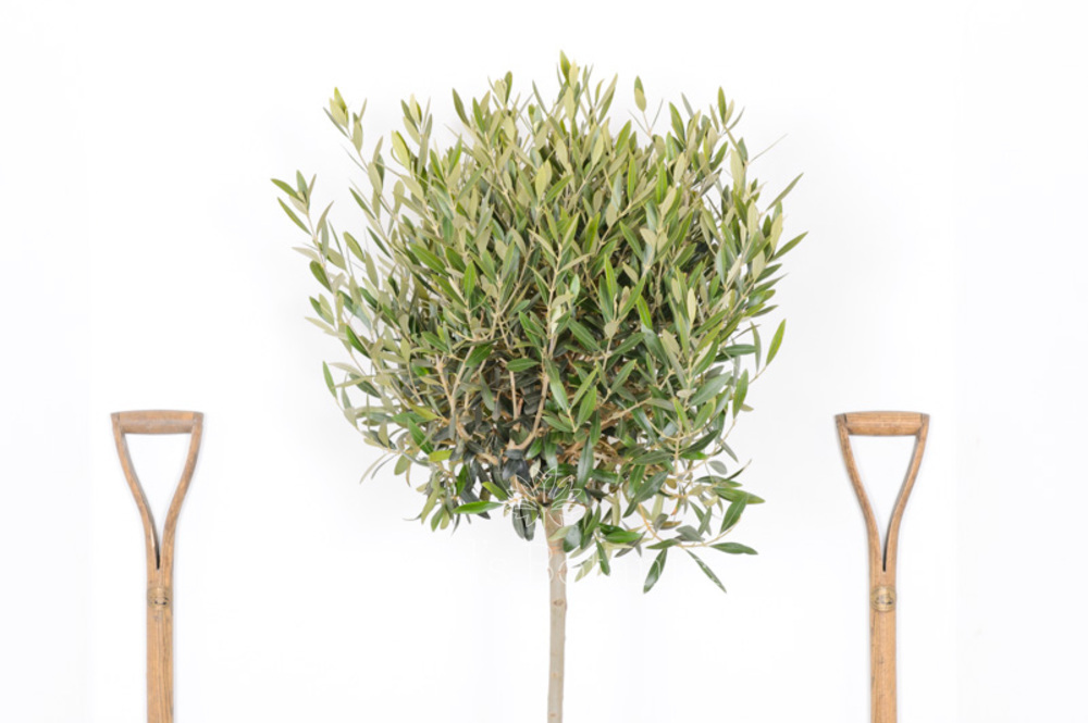 Large Olive Tree for sale from an RHS Award winning Nursery.