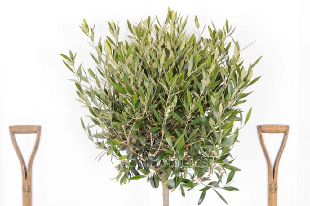 Large Olive Tree for sale from an RHS Award winning Nursery.