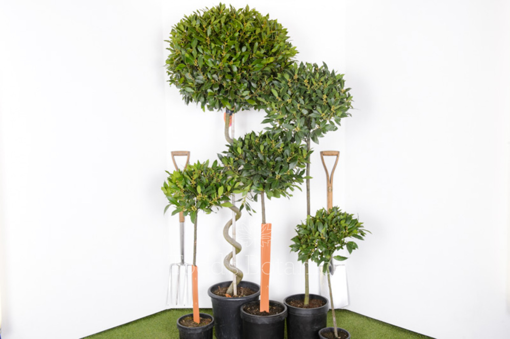 Extra Large Spiral Bay Trees Todd's Botanics