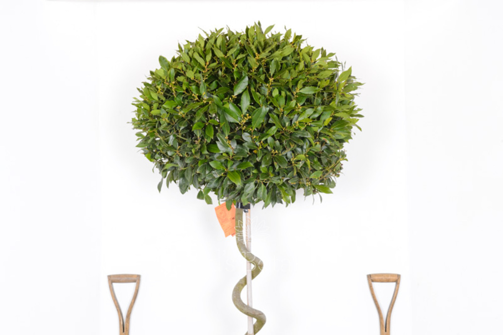 Extra Heavy Standard Spiral Stemmed Bay Tree