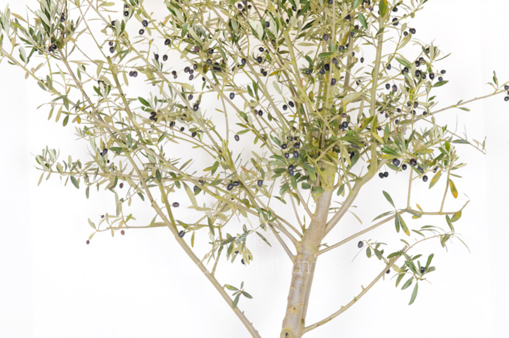 Spanish Olive Tree Great branch structure Todds Botanics