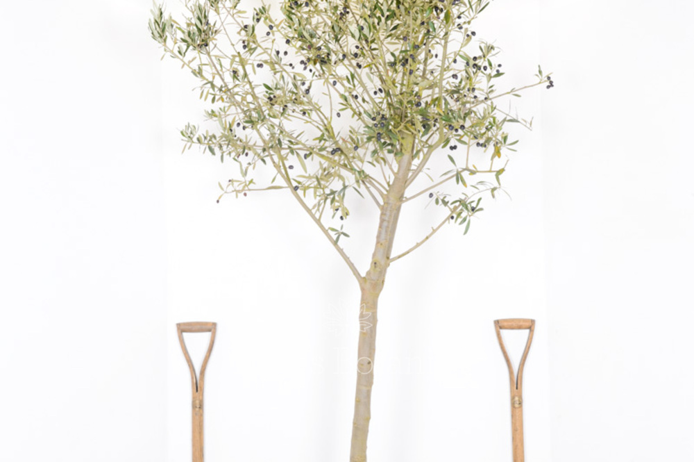 Spanish Olive Tree Great branch structure Todds Botanics