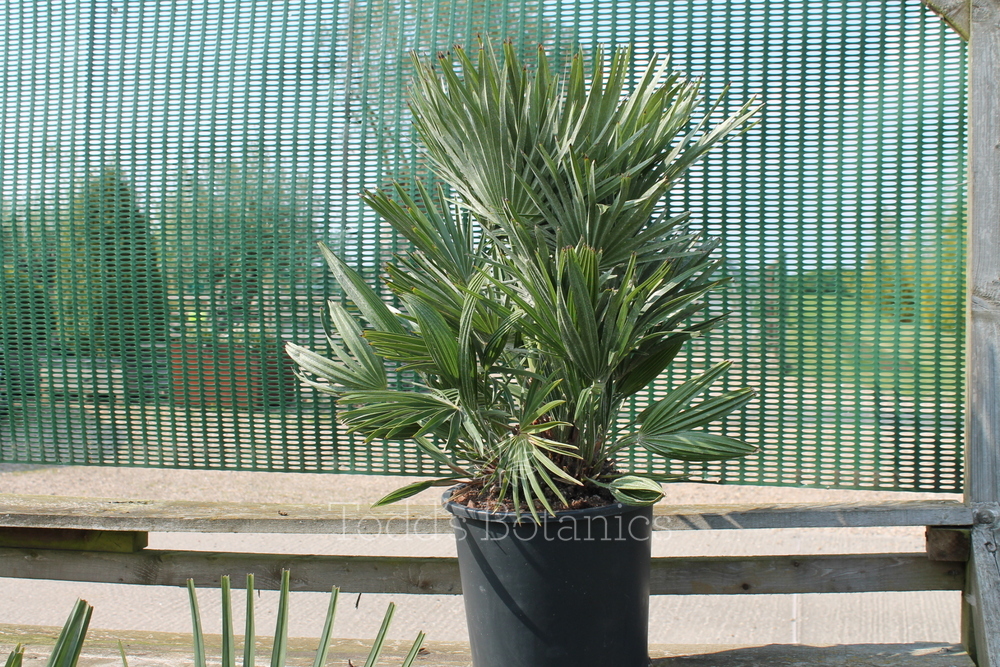 Hardy palms > Chamaerops 'Etna' Dwarf Fan Palm Todd's Botanics
