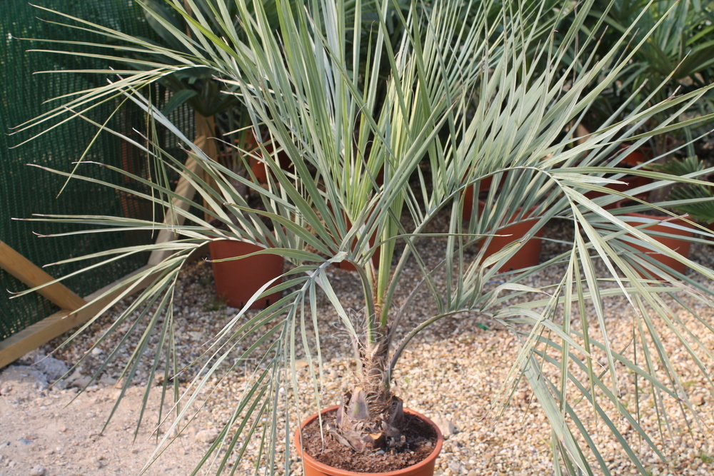Hardy palms > Butia capitata Feather Palm - Todd’s Botanics