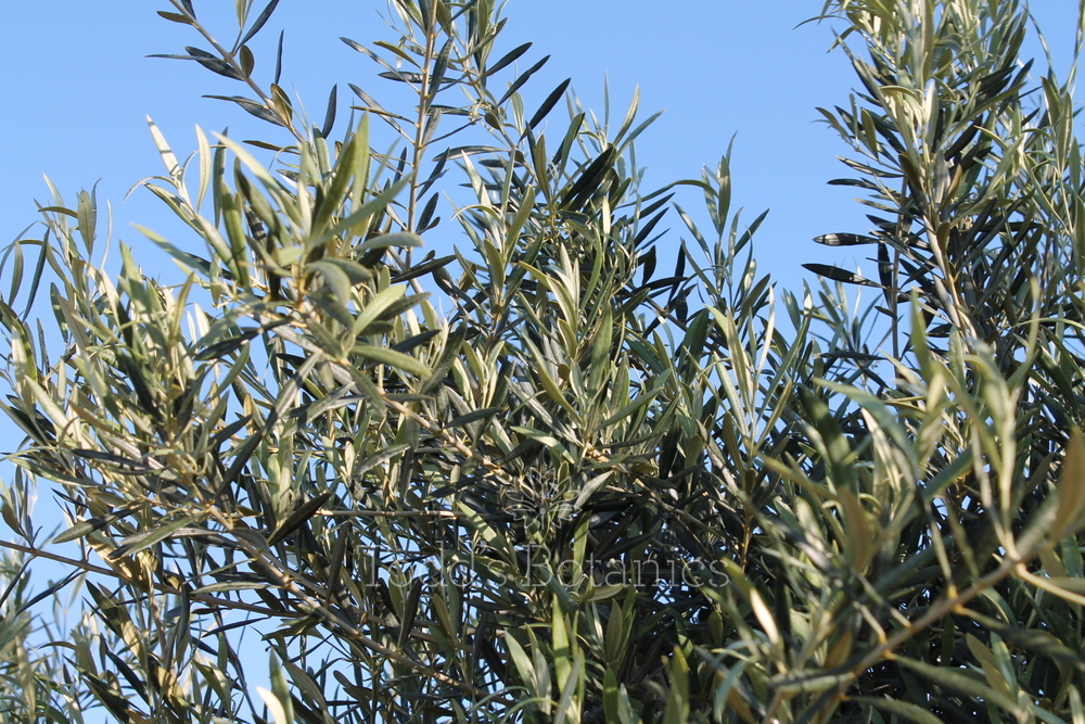 40 year old Olive Tree Todd's Botanics