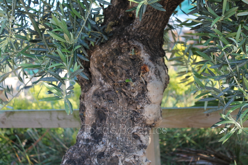 40 year old Olive Tree Todd's Botanics