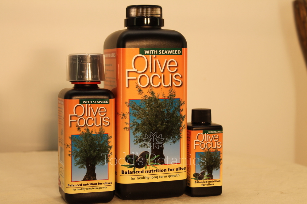 Plant food > Olive Fertiliser Olive tree feed Todd's Botanics