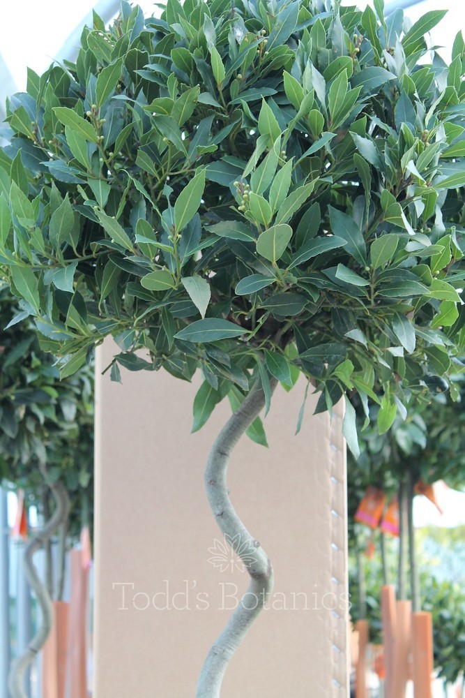 Bay Trees > Extra Large Spiral Bay Laurus nobilis