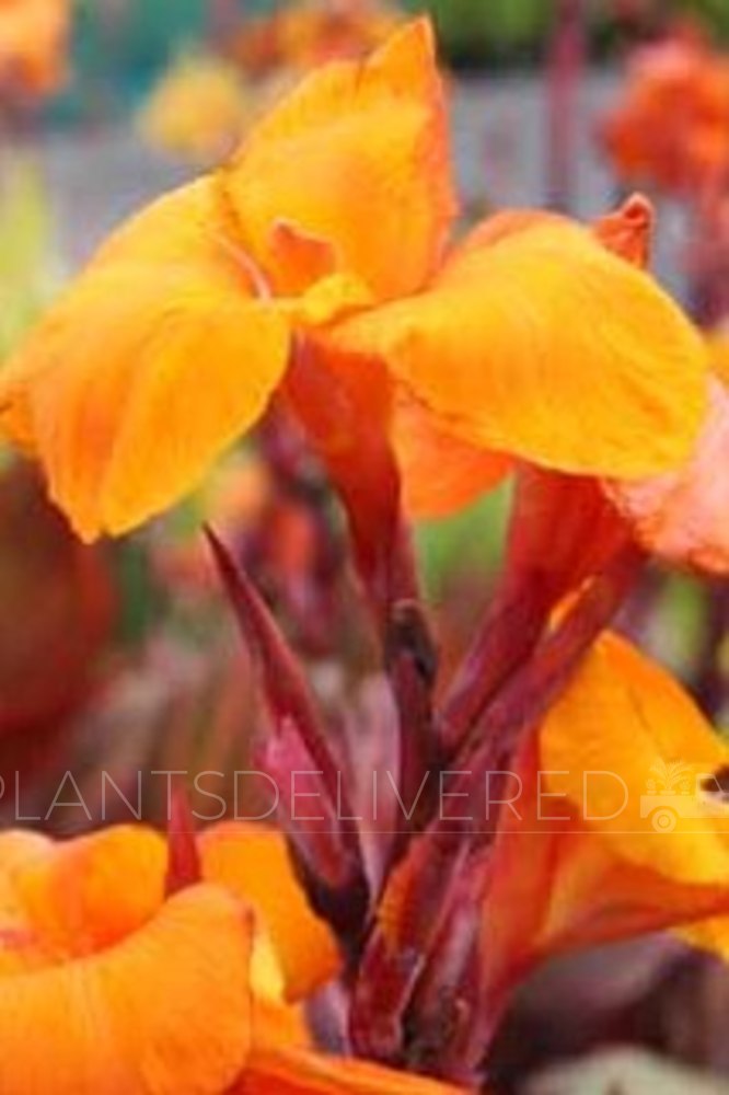 Big leaves + Monsters > Canna 'Durban'. Plants Delivered