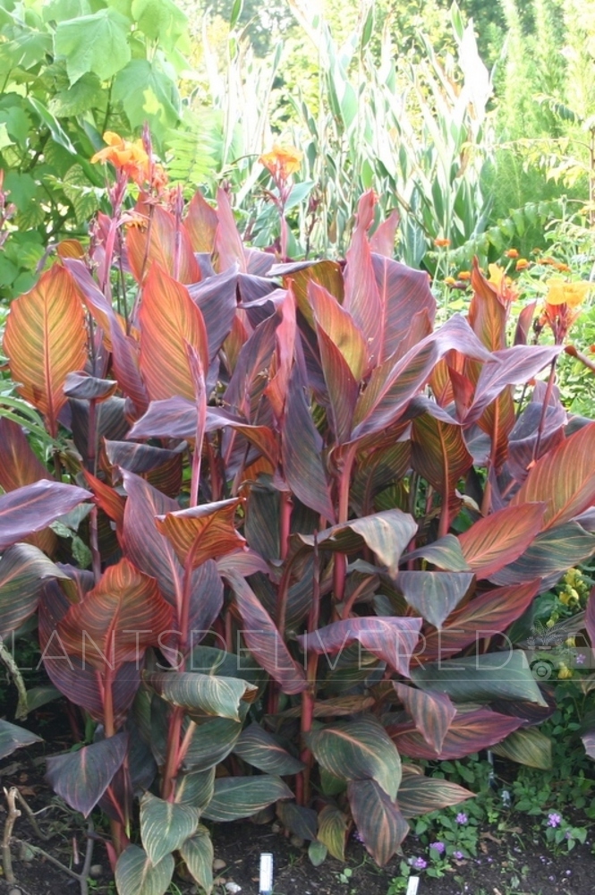 Big leaves + Monsters > Canna 'Durban'. Plants Delivered