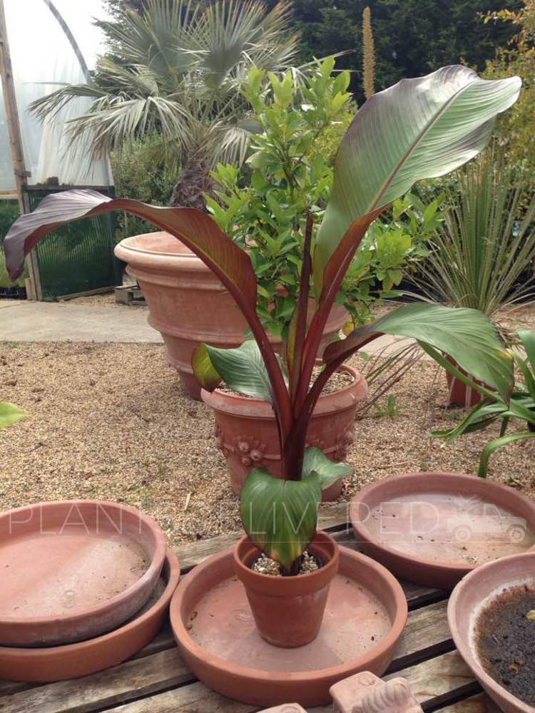 Ensete Ventricosum Maurelii Stock Photo Picture And Rights