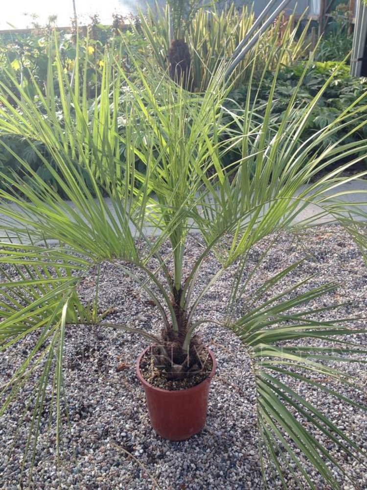 Palms > Butia Capitata 10 Litre