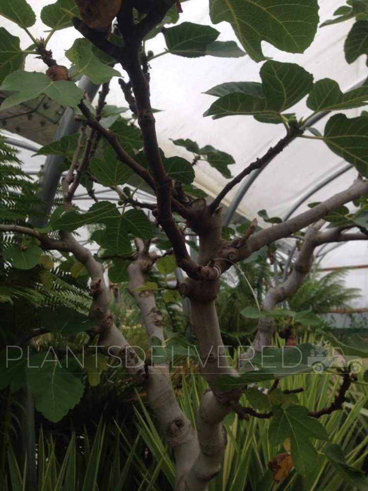 Ficus Carica 