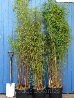 Hardy bamboo