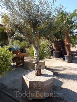 Planters