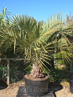 Hardy palms