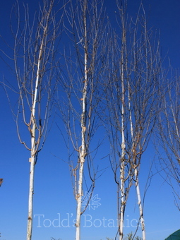 Shrubs & trees