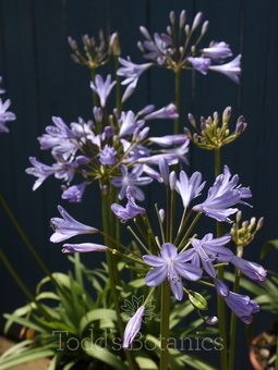 Perennials