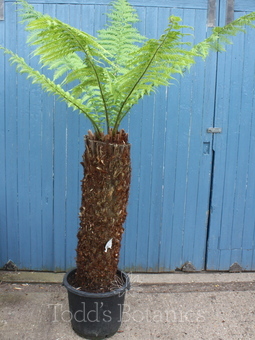 Ferns