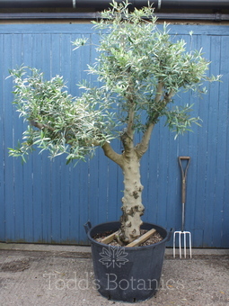 Hardy olive trees