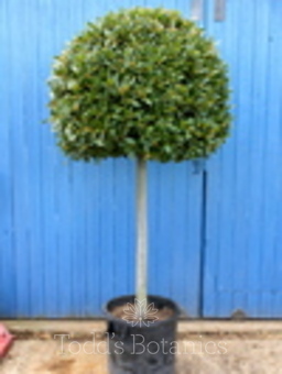Topiary