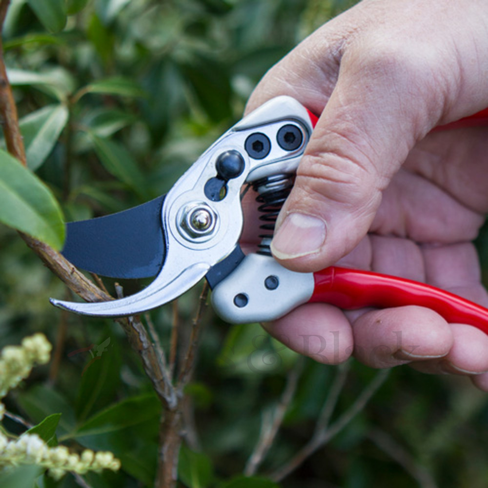 Expert Range > Expert Small Bypass Pruner Elliott & Nash