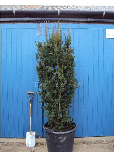 Taxus baccata (Yew)