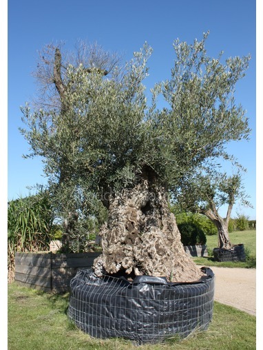 Olea europaea (Olive) 330cm