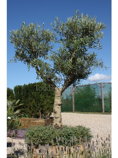 Olea europaea (Olive) 180cm Olea europaea (Olive) 180cm