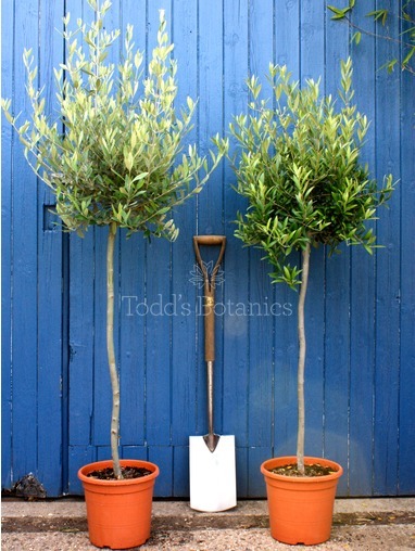 Olea europaea (Olive) 160cm