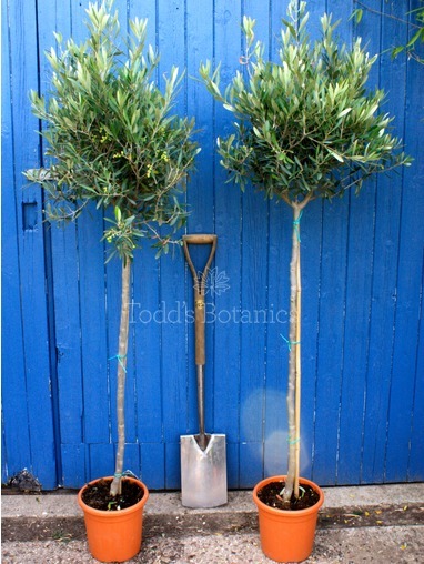 Olea europaea (Olive) 200cm Olea europaea (Olive) 200cm