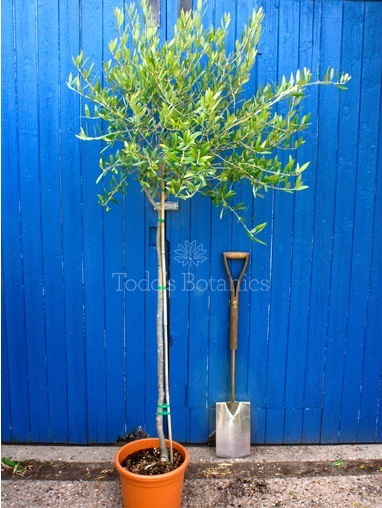 Standard Bushy Olive Tree 160cm