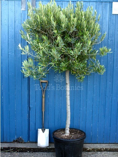 Olea europaea (Olive) 210-220cm