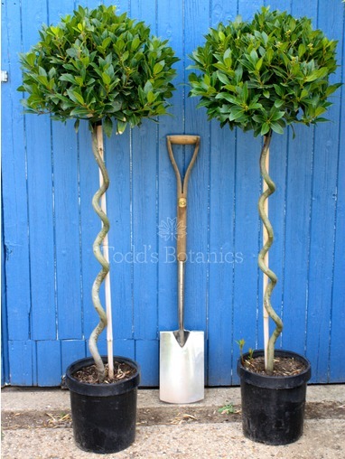 Laurus nobilis (Bay tree) 150-155cm