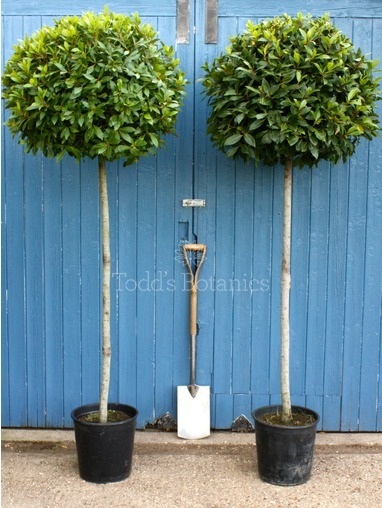 Laurus nobilis (Bay tree) 190-200cm