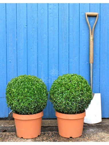 Buxus sempervirens (Box ball) 30cm
