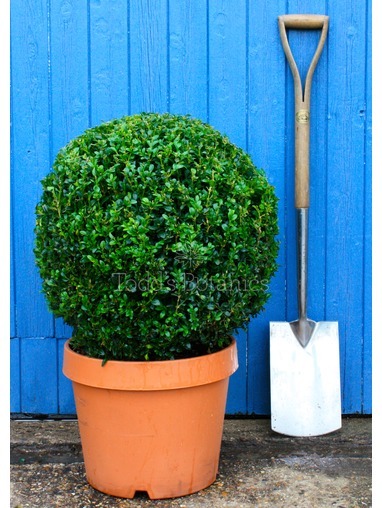 Buxus sempervirens (Box ball) 50cm