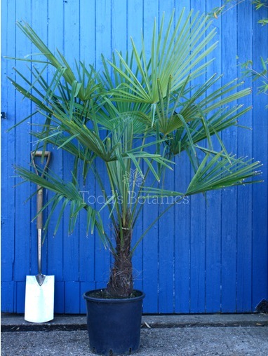 Trachycarpus fortunei (Chinese windmill palm)